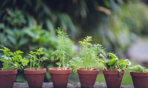 Der perfekte Start: Die Grundlagen für Ihren Kräutergarten