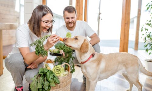 So integrieren Sie frisches Gemüse in die tägliche Ernährung Ihres Hundes