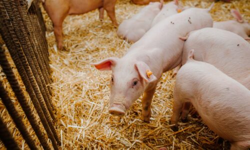 So verbessern Sie die Fütterungsroutine: Praktische Systeme für den Stall