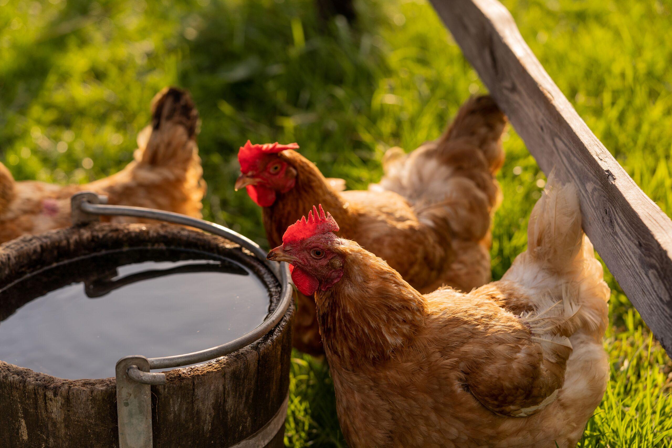 Futterraufen_Wasserstelle DIY Tiere
