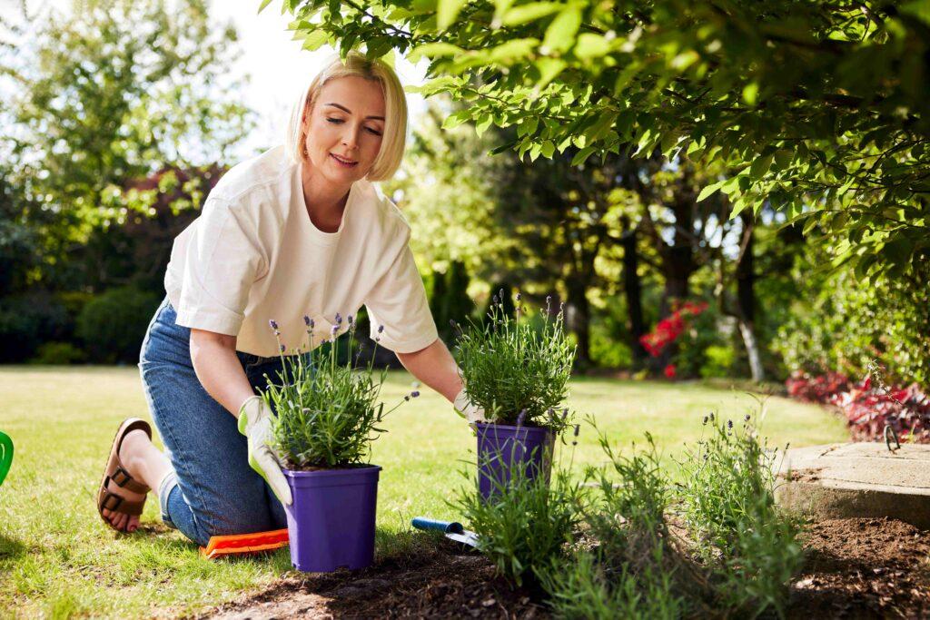 Erwachsene Frau pflanzt Lavendel im Hinterhofgarten